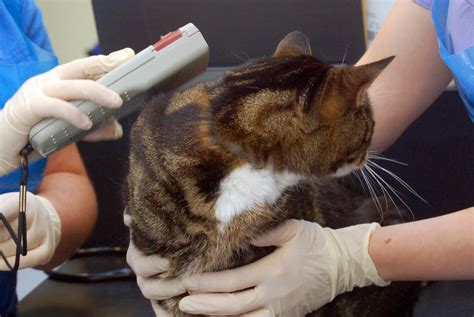 rfid chip cat|microchip placement for cat.